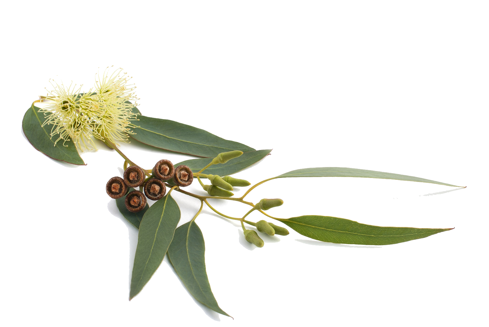 Eucalyptus leaves, blossoms and gumnuts